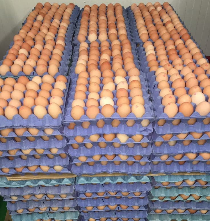 Free-Range Eggs
